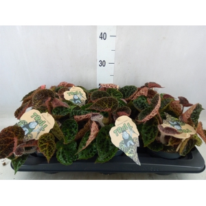 Begonia BD ferox