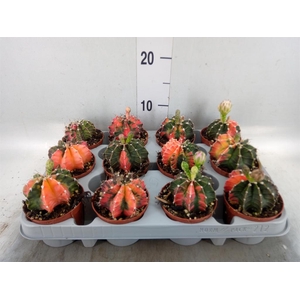 Gymnocalycium mihanov.   ...