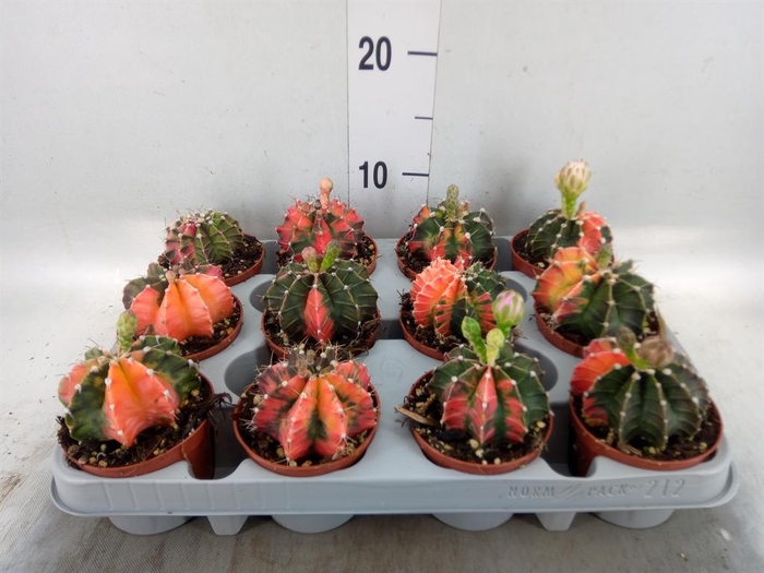 <h4>Gymnocalycium mihanov. ...</h4>