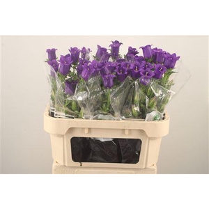 Campanula Med Champ Blue