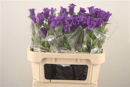 <h4>Campanula Med Champ Blue</h4>