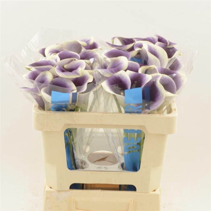 <h4>Calla Ranomi</h4>