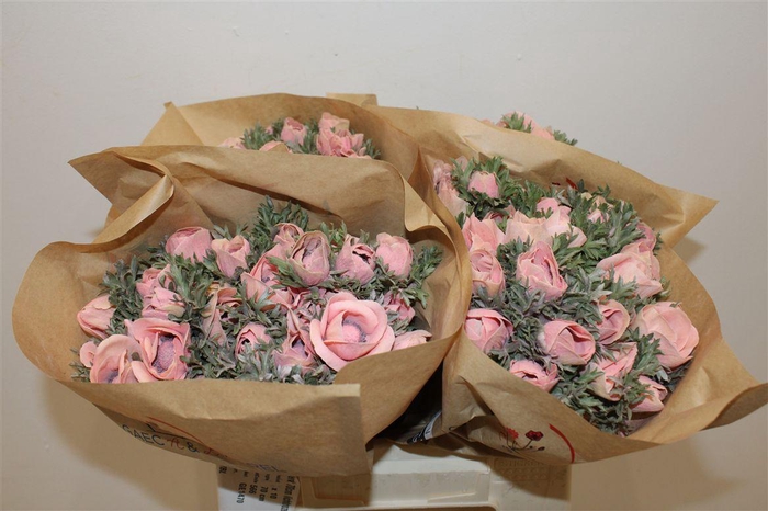 <h4>Anem Marianne Powder Salmon</h4>