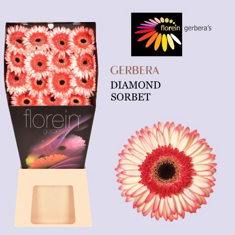 <h4>GE GR SORBET Diamond 45</h4>