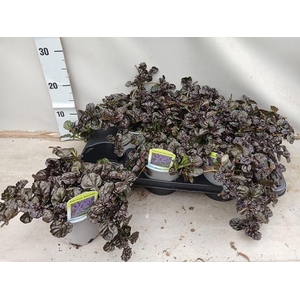 AJUGA FF N NIGHTINGA