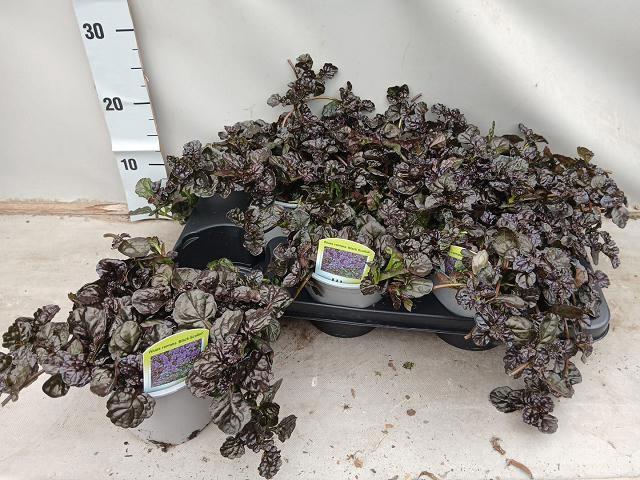<h4>AJUGA FF N NIGHTINGA</h4>