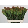 Leucadendron Laurel Yellow