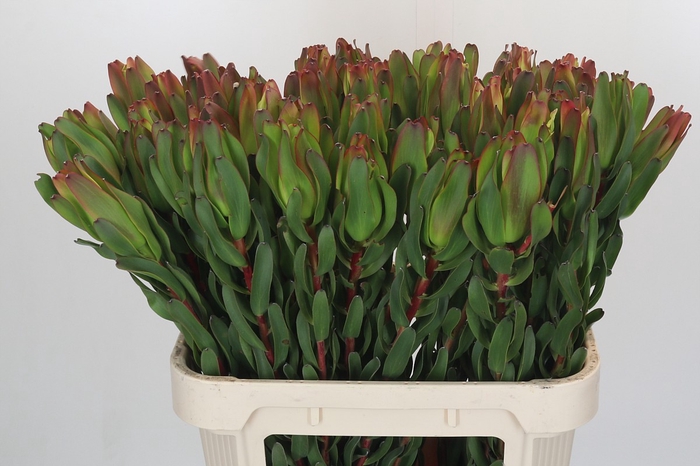 <h4>Leucadendron Laurel Yellow</h4>