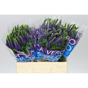 Veronica Diana X 25