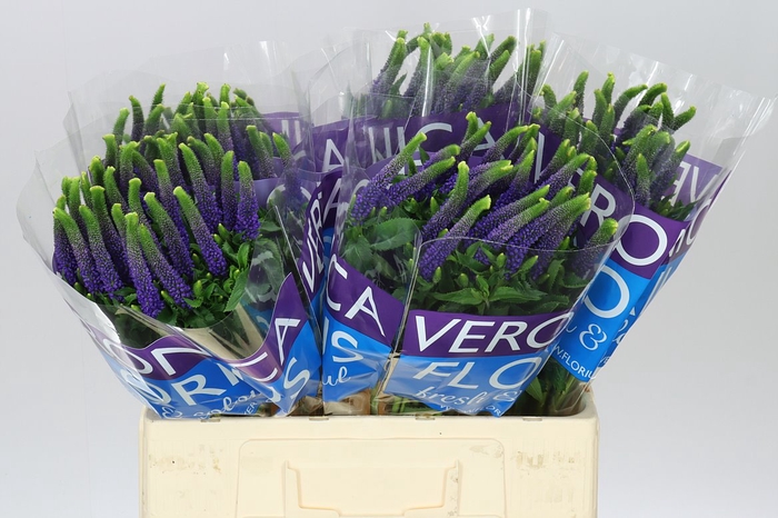 <h4>Veronica Diana X 25</h4>