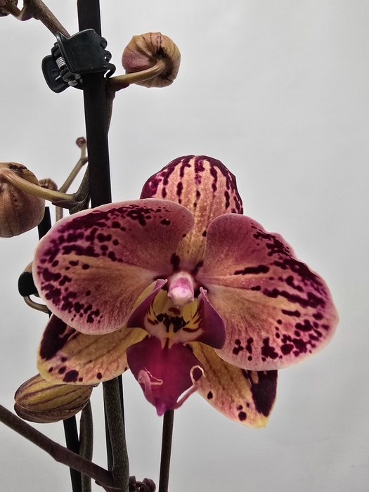 <h4>Limited 07 week 17</h4>