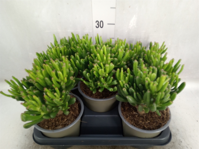 Crassula ovata 'Hobbit'