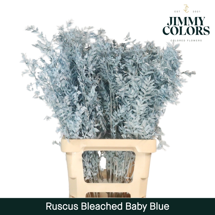 Gebleekt Ruscus Italiaans L70 Klbh. baby blue