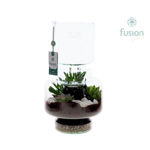 Green Bottle Lotte Large met Succulenten