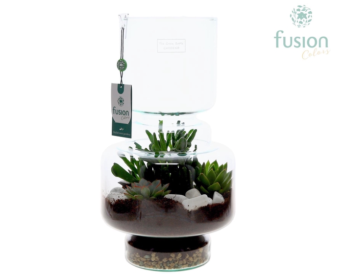 <h4>Green Bottle Lotte Large met Succulenten</h4>