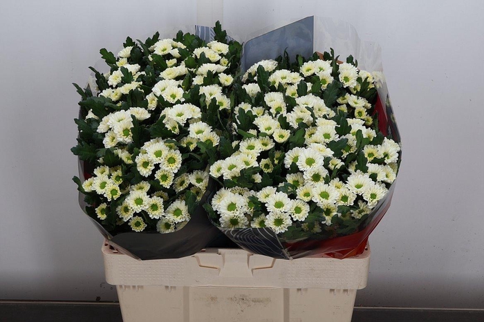 <h4>Chr S Fabiani White Xl</h4>