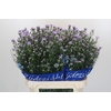 Aster Cassandra