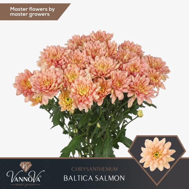 <h4>CHR T BALTICA SALMON</h4>