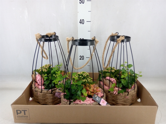 <h4>Arr.   Planten H%</h4>