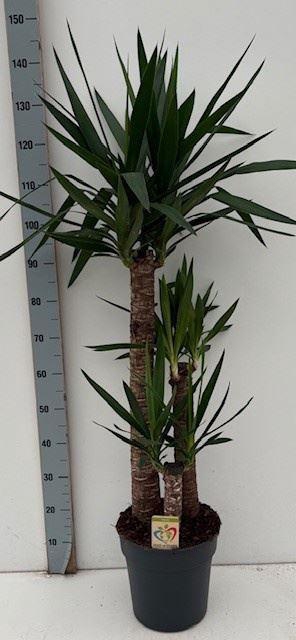 <h4>Yucca   ...</h4>