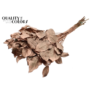 Salal tips dried per bunch Copper