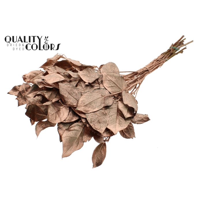 <h4>Salal tips dried per bunch Copper</h4>