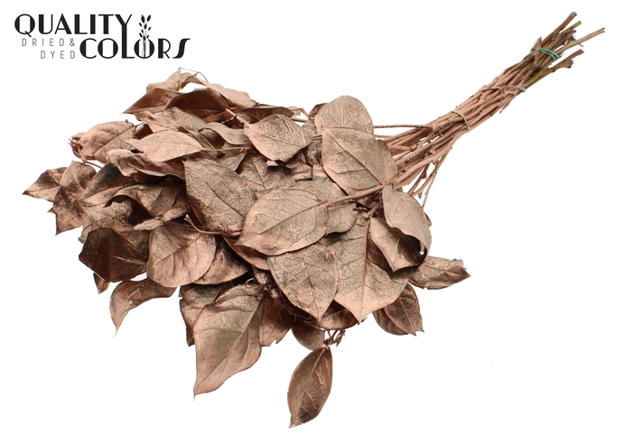 Salal tips dried per bunch Copper