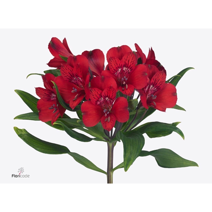 <h4>Alstroemeria Selection Red</h4>