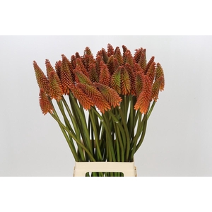 Kniphofia Alcazar