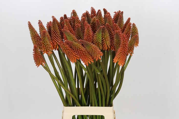 <h4>Kniphofia Alcazar</h4>