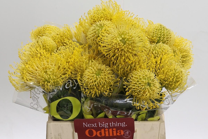 <h4>Nutans High Gold</h4>