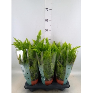 Nephrolepis exal. 'Green Lady'