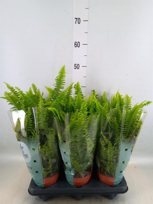 <h4>Nephrolepis exal. 'Green Lady'</h4>