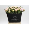 Paeonia Florence Nicholls