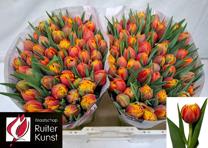 <h4>TU DU THUNDERBALL</h4>