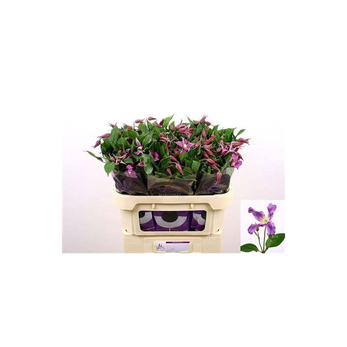 <h4>Clem Amazing Rome</h4>