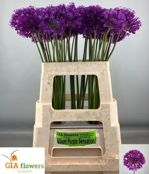 <h4>ALLIUM PURPLE SENS</h4>