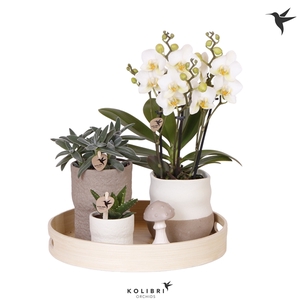 Kolibri Green up your home Gift Set Slow Living