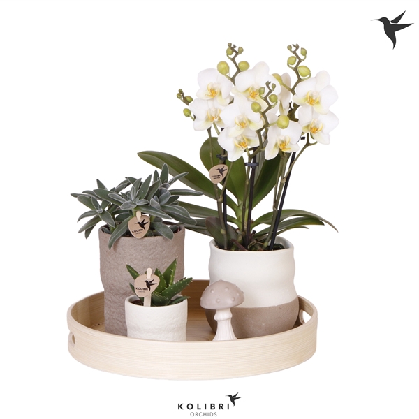 <h4>Kolibri Green up your home Gift Set Slow Living</h4>