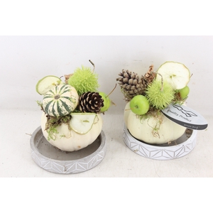 arr4 Sierfruit GB - Pompoen schotel x6