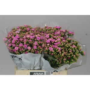 Kalanchoe Taffy Pin Meadow