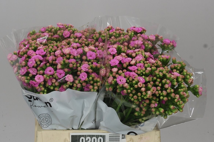 <h4>Kalanchoe Taffy Pin Meadow</h4>