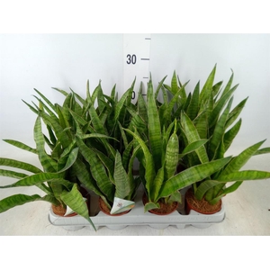 Sansevieria zeylanica 'Greenline'