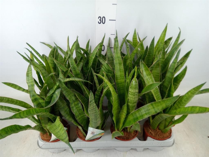 <h4>Sansevieria zeylanica 'Greenline'</h4>