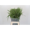 Panicum Fountain