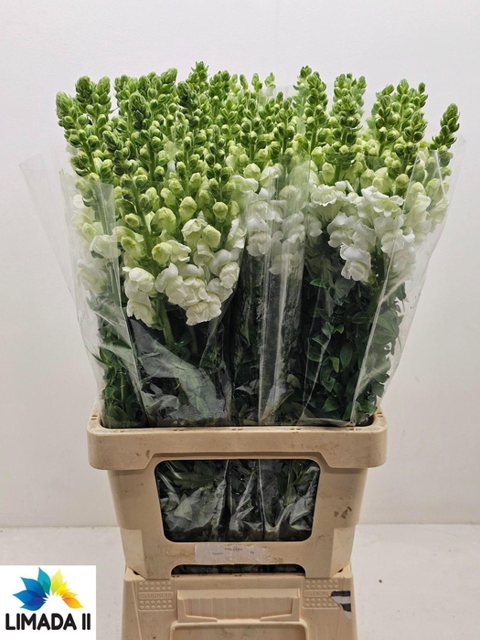 <h4>ANTIR POTO WHITE</h4>