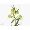 FRIT PALLIDIFLORA