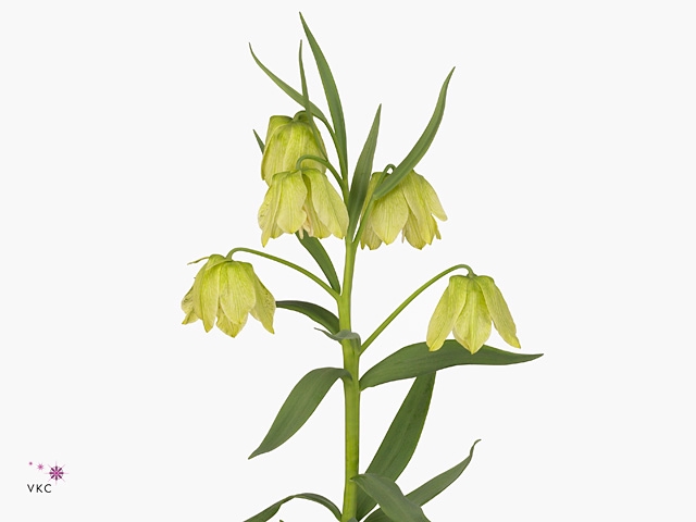 FRIT PALLIDIFLORA