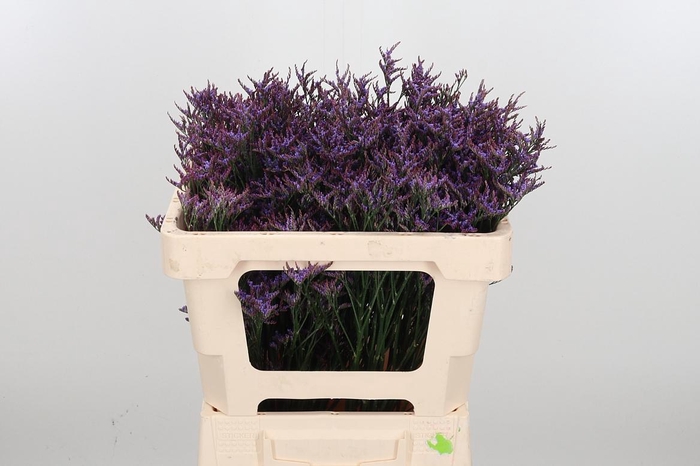 <h4>Lim Saf Dark Blue</h4>