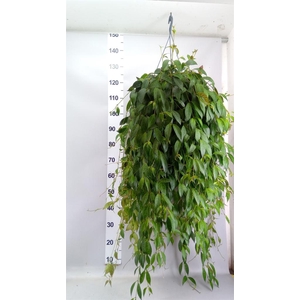 Aeschynanthus marmoratus